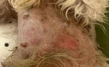 Farmacia Veterinaria, Estética Canina y Hotel para mascotas Palomino