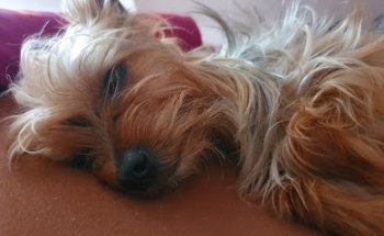 Lymavet Servicios Veterinarios