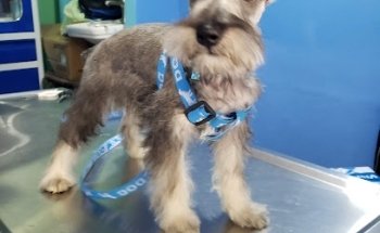 Clínica y estetica veterinaria PetClub