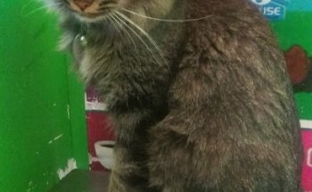 Clinica Veterinaria Cookie Pet's