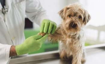 Clínica veterinaria y estética canina Reyes