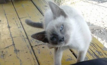 Veterinaria El Portal