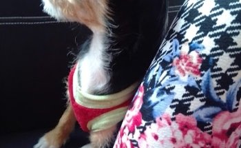 Clinica Veterinaria Morales