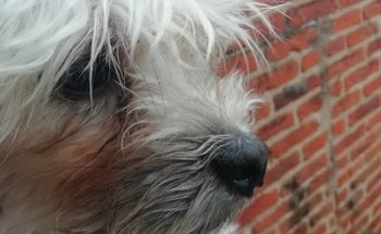 Veterinaria Vallarta