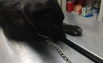 FARMACIA VETERINARIA 