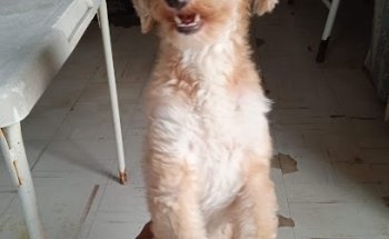 Veterinaria Los Sauces