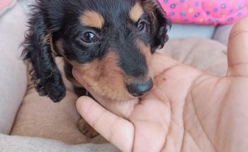 LOVET PETS Centro Veterinario & Hotel