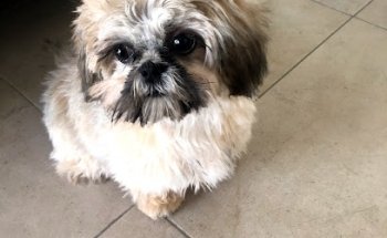 PET ZONE Veterinaria