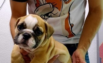 VETERINARIA SANTA FE