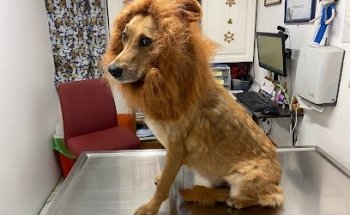 Colita Peluda Veterinaria