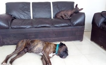 Hospital SM Veterinarios