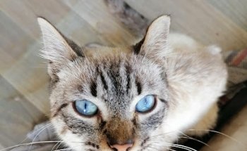 CONSULTORIO Veterinario Del Centro