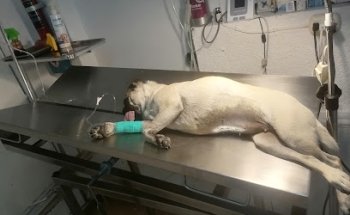 SERVICIOS VETERINARIOS SALUVET