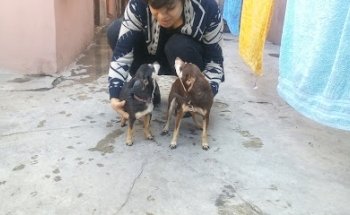 Veterinaria Santa Rosa