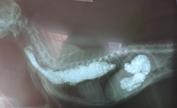 Veterinaria para perros y gatos BRETTKA