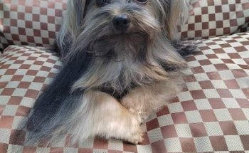 Clínica Veterinaria Spa kanes