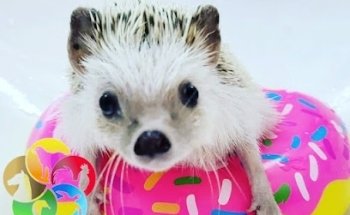 ALVET CLÍNICA VETERINARIA