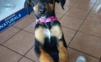 Pet Anatomy Centro Veterinario