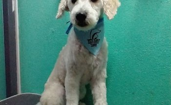 Pets Family Veterinaria
