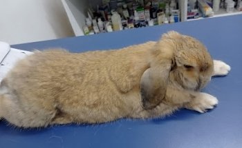 Och-Kan Servicios Veterinarios