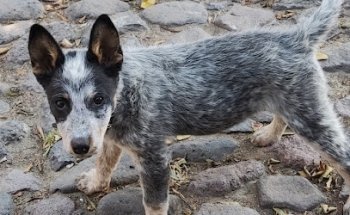 Clínica Veterinaria del Parque