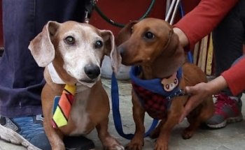 SPAnimalitos Estética canina y felina