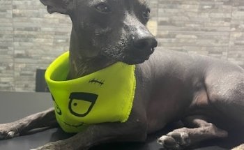 Stardogs Veterinaria & Barber