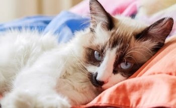 Consultorio Veterinario Doctor Loera