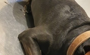 Farmacia y Veterinaria Devon