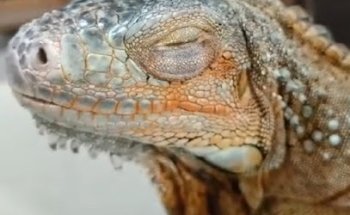 Pets And Friends y My Exotic Friends