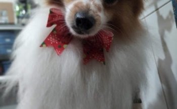 Veterinaria Salud Animal