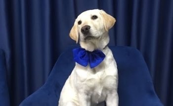 Peludito Corazón Estética y Veterinaria