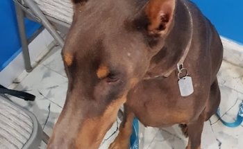 Planned Pethood Costa