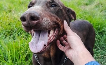 Veterinaria Chachapa