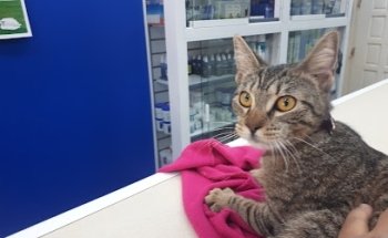 Cuellar VetMart´s Veterinaria