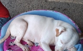 Comercializadora Del Campo (Medico Gustavo Martinez Valenzuela)