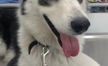 CLÍNICA VETERINARIA