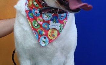 Veterinaria El Edén