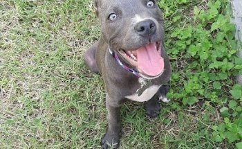 Veterinaria Princess