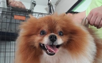 Clínica Veterinaria Ké Pet's