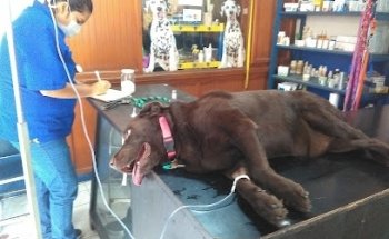 Clinica Veterinaria Frogos