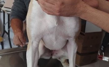 Servicio Veterinario Nuestros Amigos