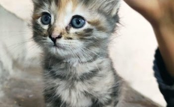 Clínica Veterinaria Carlos's