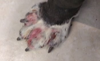 Veterinaria Animal center