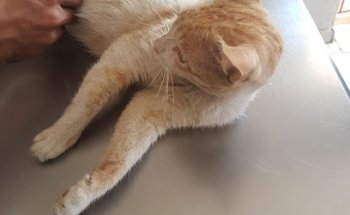 Veterinaria Colmillito