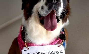 Mejor Amigo Veterinaria