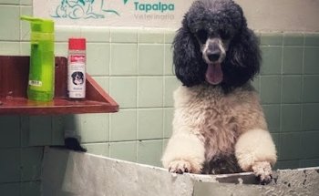 Medica Animal Tapalpa Veterinaria