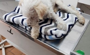 Veterinaria La Pantera Rosa