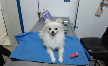 PERRICHIS MICHIS CLÍNICA VETERINARIA