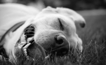 MG Veterinary Clinic